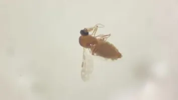 BAHIA REGISTRA 629 CASOS DE FEBRE OROPOUCHE; CONFIRA CIDADES COM REGISTROS DA DOENÇA