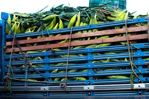 AGRONEGÓCIO REPRESENTOU 13,7% DA ECONOMIA BAIANA NO 1º TRIMESTRE DE 2024