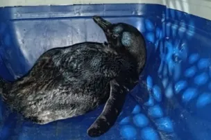 PINGUIM É RESGATADO NA PRAIA DE ITAPUÃ; CONFIRA INFORMAÇÕES