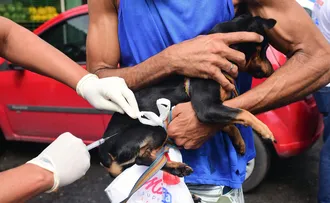 SALVADOR INICIA CAMPANHA DE VACINAÇÃO ANTIRRÁBICA ANIMAL NESTA SEGUNDA (8)