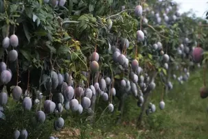 EXPORTAÇÕES DE FRUTAS BRASILEIRAS CRESCEM MAIS DE 5% NO PRIMEIRO SEMESTRE