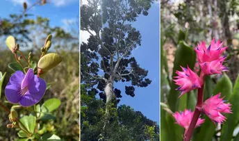 MONITORAMENTO DA FLORA IDENTIFICA 266 NOVAS ESPÉCIES EM ÁREAS DA BRACELL NA BAHIA