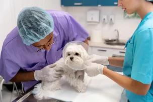CLIVET REALIZA AÇÃO PREVENTIVA CONTRA ZOONOSES NO SÁBADO (13) EM SALVADOR