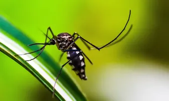 BAHIA REGISTRA 120 MORTES POR DENGUE EM 2024