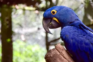 GRUPO DE TRABALHO DE FAUNA COMPLETA 10 ANOS DE PRESERVAÇÃO AMBIENTAL