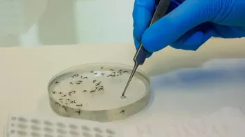 BAHIA COMPARTILHA EXPERIÊNCIA NA VIGILÂNCIA DA FEBRE DO OROPOUCHE EM SEMINÁRIO NA PARAÍBA