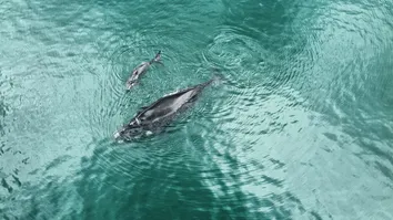 FILHOTE DE BALEIA ENROSCA EM REDE NO PORTO DE SALVADOR
