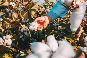 SUSTENTABILIDADE NO AGRONEGÓCIO É DESTAQUE NO 14º CONGRESSO BRASILEIRO DE ALGODÃO