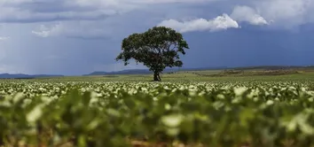 SÃO DESIDÉRIO SE MANTÉM COMO O 2º MAIOR VALOR AGRÍCOLA DO BRASIL, E FORMOSA DO RIO PRETO COMO O 7º