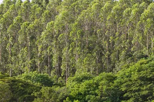 ABAF PARTICIPA DO ENCONTRO DE MEIO AMBIENTE DA BAHIA