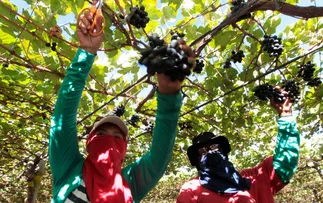 FRUTICULTURA BAIANA GEROU R$ 5,7 BI EM 2023, LIDERANDO NA MANGA, BANANA E MARACUJÁ