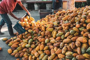 BAHIA LIDERA A PRODUÇÃO NACIONAL DE CACAU E IMPULSIONA A ECONOMIA REGIONAL