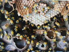 BAHIA GOLDEN BEE 2024 DESTACA O DESENVOLVIMENTO DA APICULTURA E DA MELIPONICULTURA NO ESTADO