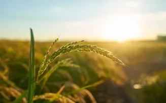 CRESCIMENTO DA AGROPECUÁRIA IMPULSIONA ECONOMIA BRASILEIRA EM 2023
