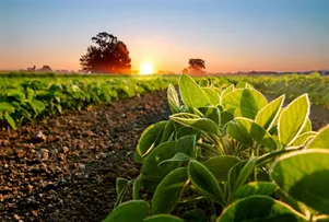 OESTE DA BAHIA INICIA SAFRA DE GRÃOS COM PROJEÇÕES DE CRESCIMENTO E DESAFIOS CLIMÁTICOS