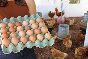 BAHIA CELEBRA O DIA DO OVO COM PRODUÇÃO RECORDE E APOIO DA AGRICULTURA FAMILIAR