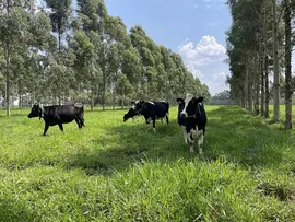 AGRICULTORES BAIANOS ADOTAM MUITAS MEDIDAS REGENERATIVAS CONTRA PERDAS CLIMÁTICAS