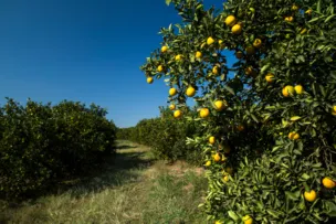 CLIMA E PRAGAS FAZEM PREÇO DOS CITROS DISPARAR E BAHIA DESPONTA COMO REFÚGIO PARA A CITRICULTURA EM MEIO À CRISE