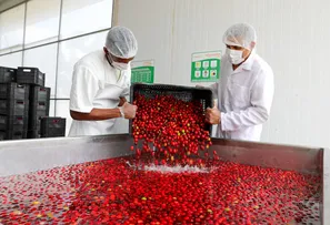 AGROINDÚSTRIA CONTRAI 0,7% EM AGOSTO, MAS DEVE FECHAR 2024 COM UM CRESCIMENTO MAIOR DO QUE O VERIFICADO EM 2023
