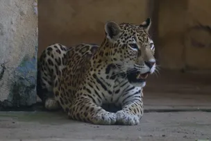 FELINÁRIO SERÁ REABERTO EM PROGRAMAÇÃO ESPECIAL DO ZOO PARA O DIA DAS CRIANÇAS