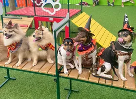 FESTAS DE HALLOWEEN PARA PETS MOVIMENTAM SALVADOR