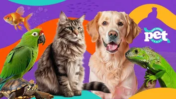 SALVADOR SEDIARÁ O MAIOR EVENTO PET DO NORDESTE DO PAÍS EM 2025