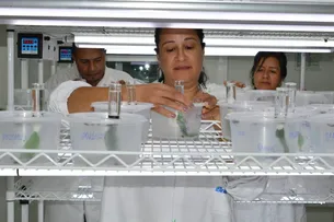BIOFÁBRICA DA BRACELL REDUZ IMPACTOS AMBIENTAIS NO MANEJO DE PRAGAS DO EUCALIPTO