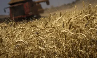 PRODUÇÃO DE GRÃOS TERÁ CRESCIMENTO RECORDE DE 8,3%, PREVÊ CONAB