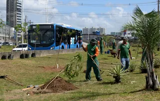CANTEIRO CENTRAL DO BRT RECEBE NOVAS MUDAS DE ÁRVORES FRUTÍFERAS