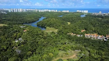 SALVADOR É 2ª CAPITAL COM MAIS ÁREA VERDE DO BRASIL, APONTA ESTUDO DA REDE MAPBIOMAS