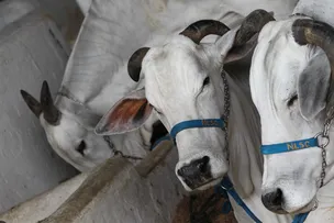 FENAGRO 2024 VAI CONTAR COM MAIS DE 2200 ANIMAIS
