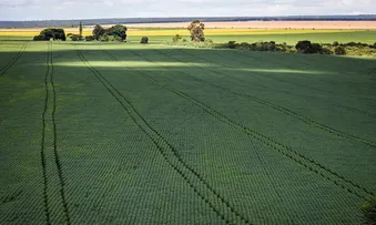 EM MENOS DE QUATRO DÉCADAS, ÁREA DESTINADA À SOJA CRESCE NOVE VEZES
