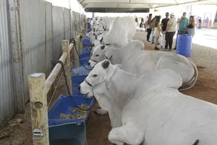 AGRONEGÓCIO BAIANO RESPONDE POR 26,5% DO PIB NO TERCEIRO TRIMESTRE DE 2024