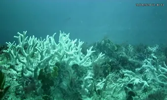 RELATÓRIO INDICA INTENSA MORTANDADE DE CORAIS NO NORDESTE EM 2024