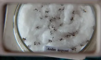 BRASIL TEM MAIS DE 6,5 MILHÕES DE CASOS PROVÁVEIS DE DENGUE ESTE ANO