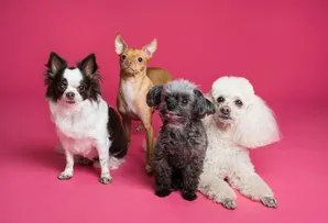 LULA SANCIONA LEI PARA CRIAR CADASTRO NACIONAL DE ANIMAIS DOMÉSTICOS