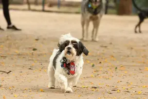 CADASTRO NACIONAL DE ANIMAIS DOMÉSTICOS ESTÁ EM FASE FINAL DE TESTES