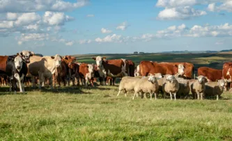 BRASIL BATE RECORDE NAS EXPORTAÇÕES DE CARNE BOVINA EM 2024
