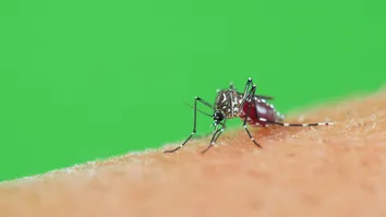 VERÃO REQUER MAIS CUIDADOS COM A DENGUE; DOENÇA MATOU 171 PESSOAS NA BAHIA SÓ NO ÚLTIMO MÊS DE 2024