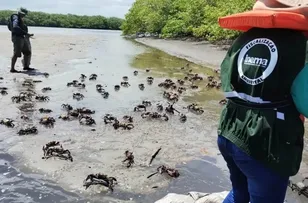 NOVO PERÍODO DE DEFESO DO CARANGUEJO-UÇÁ NA BAHIA COMEÇA NESTA QUARTA