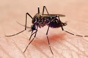VACINA DO BUTANTAN CONTRA DENGUE JÁ TEM DATA PARA SER DISPONIBILIZADA; CONFIRA