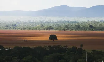 DESMATAMENTO NO CERRADO CAIU 33% EM 2024, MAS AINDA É ELEVADO