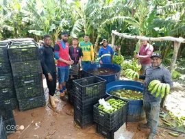 PRIMEIRA COLHEITA DE BANANA NO BAIXIO DE IRECÊ REFORÇA POTENCIAL DA FRUTICULTURA IRRIGADA NO MÉDIO SÃO FRANCISCO BAIANO