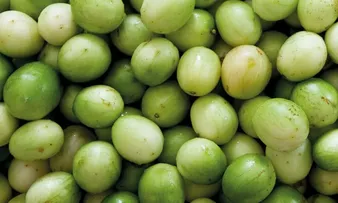 FRUTA UMBU FORTALECE AGRICULTURA FAMILIAR NA BAHIA; VEJA AQUI 