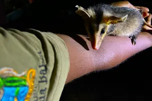ZOO NOTURNO EM SALVADOR ENCANTA VISITANTES ARGENTINOS