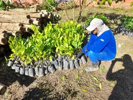 PROJETO PROMOVE RECUPERAÇÃO DA VEGETAÇÃO NAS BACIAS DOS RIOS JOANES E JACUÍPE