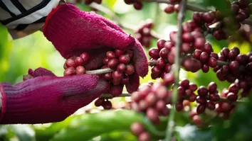 EXPORTAÇÃO DE CAFÉ CAI 10% EM FEVEREIRO, PORÉM, RECEITA FOI 55% MAIOR