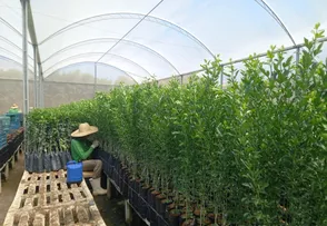 PREÇO ALTO DA LARANJA AJUDA CITRICULTURA DA BAHIA; ENTENDA