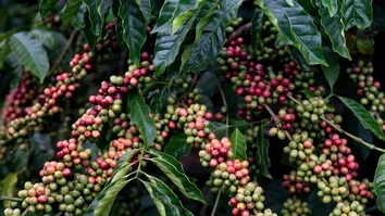 BAHIA SE CONSOLIDA COMO MAIOR PRODUTOR DE CAFÉ DO NORDESTE E 4º MAIOR DO BRASIL
