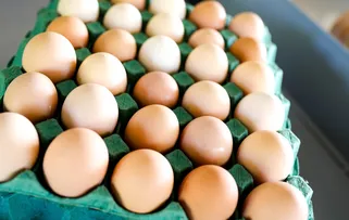 PRODUÇÃO DE OVOS ATINGE RECORDE NA BAHIA COM APOIO À AGRICULTURA FAMILIAR